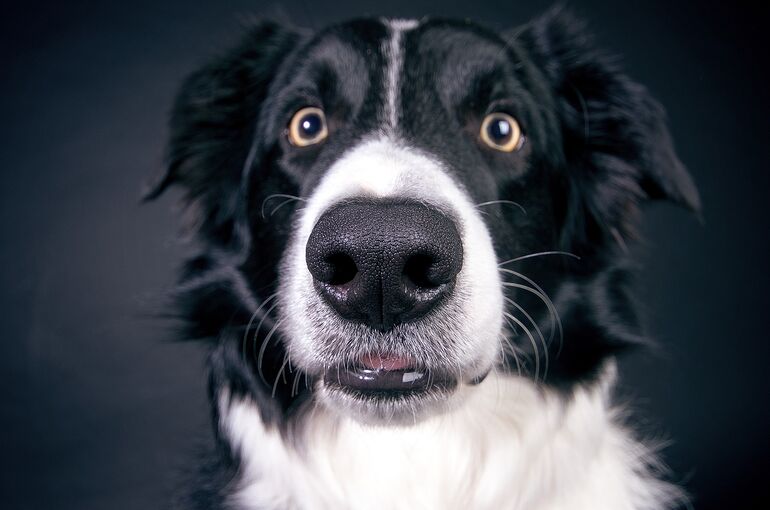 dog-2286773_1920