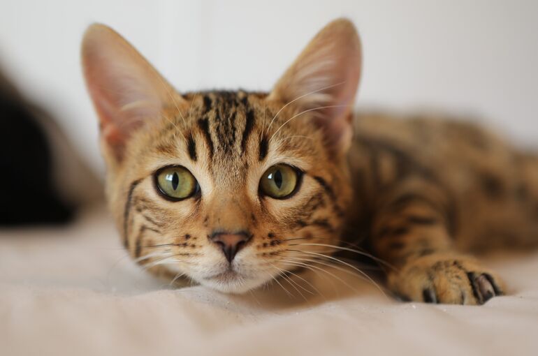 cat-4262034_1920