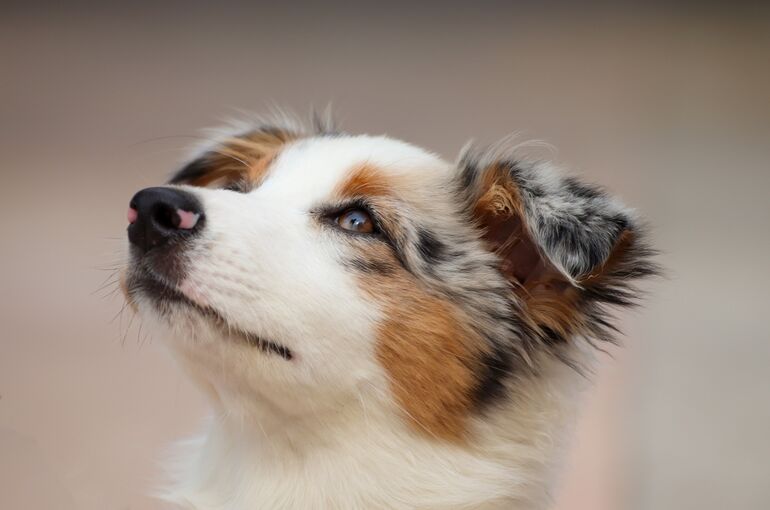 dog-4534463_1920