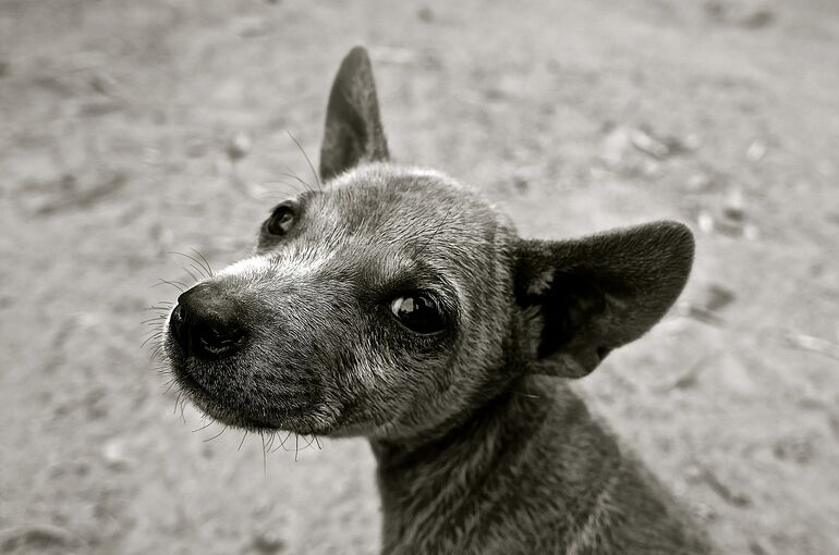 dog-589002_1920