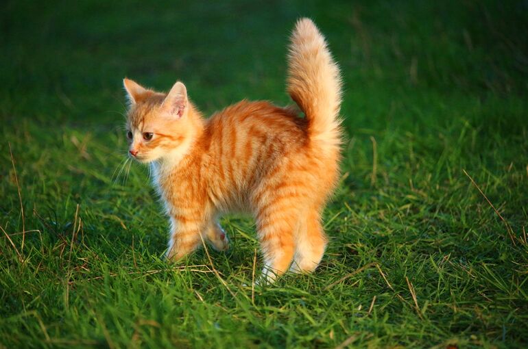 cat-1074657_1920