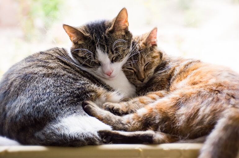 cats-6203465_1920