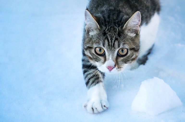 cat-3947174_1920