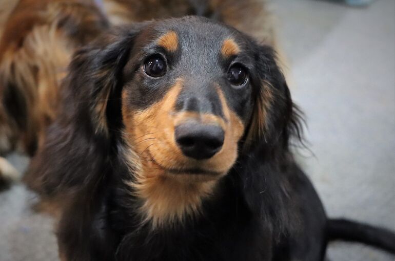 dog-5492194_1920