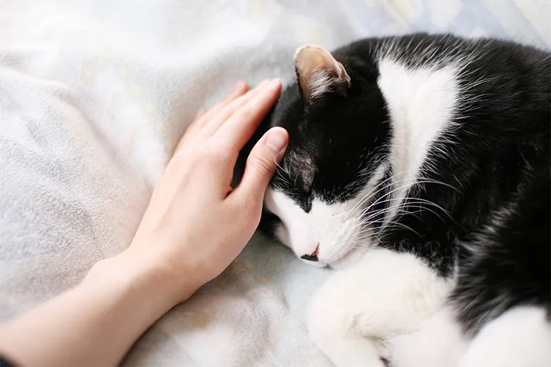 なごみプランに含まれる内容をご紹介