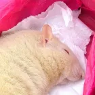 個別