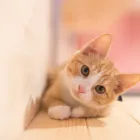 立ち会い